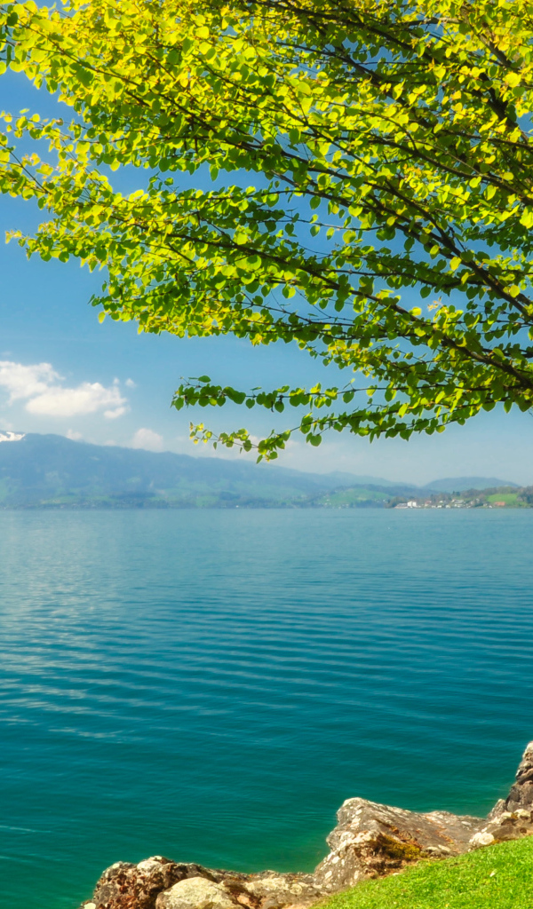 Зеленое дерево на берегу озера