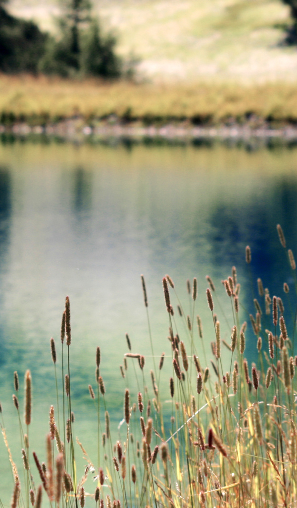 Растения на берегу озера