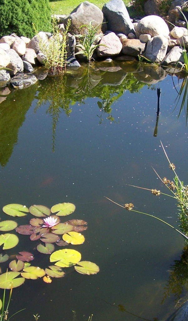 Пруд в саду