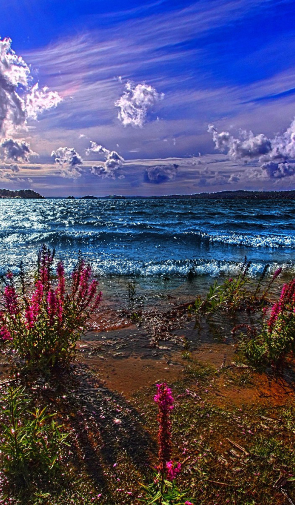 Красные цветы на берегу озера