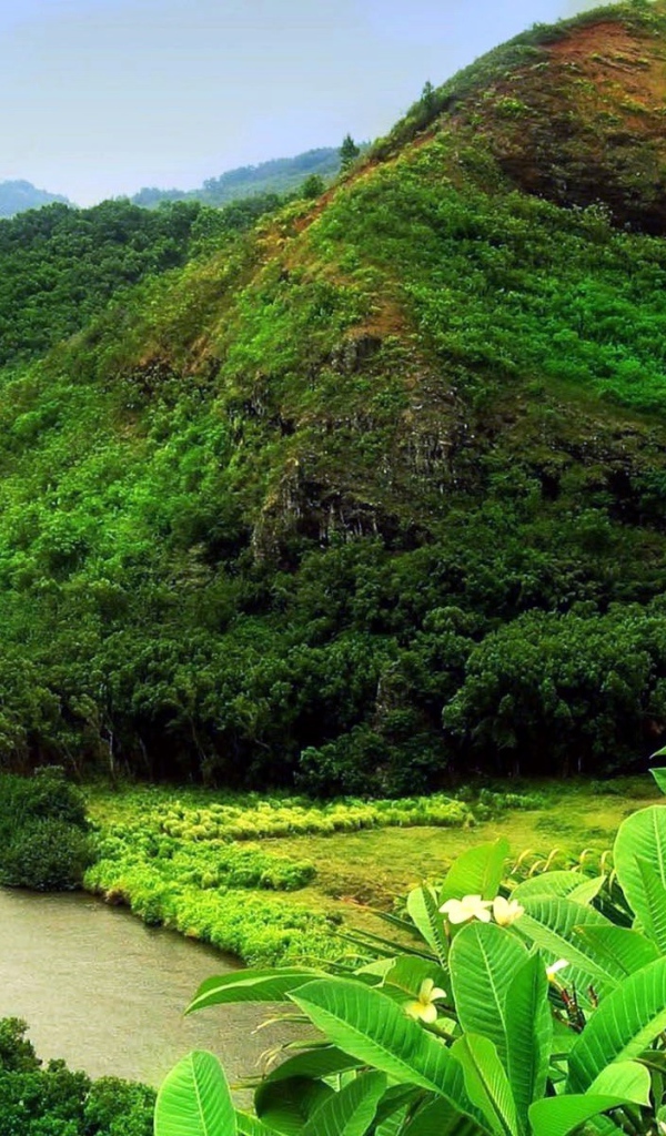 Джунгли вдоль реки