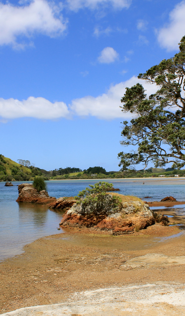 Дерево на берегу озера