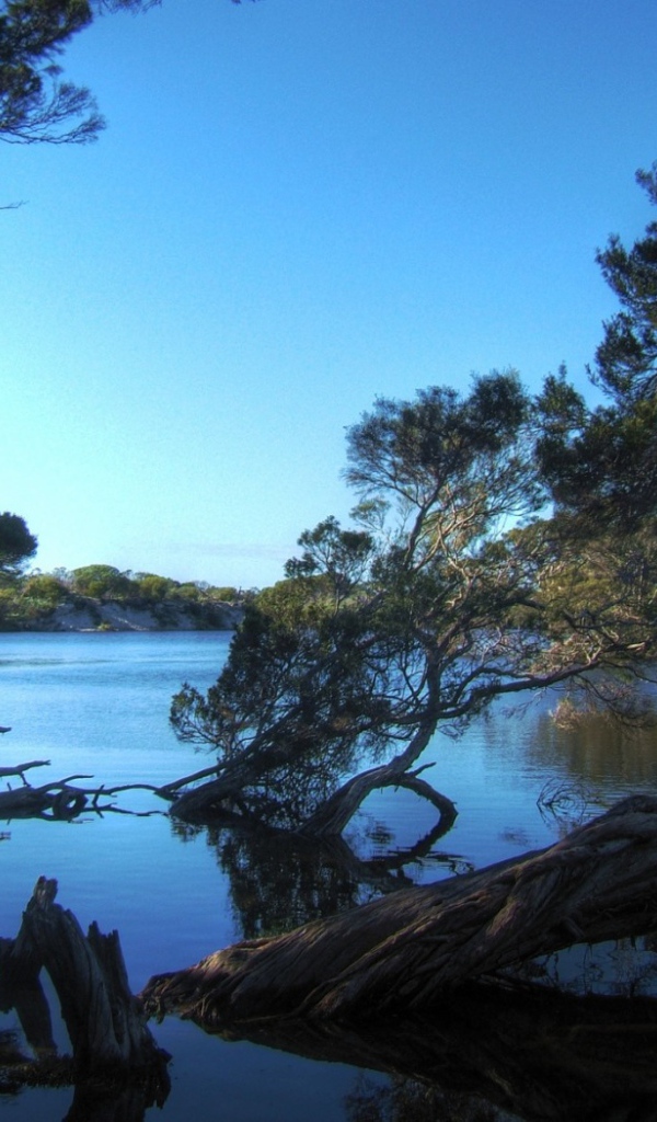 Деревья затопленные водой