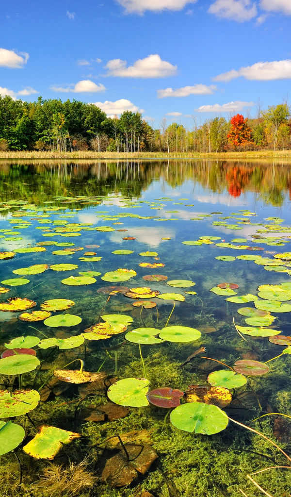 Кувшинки на поверхности озера