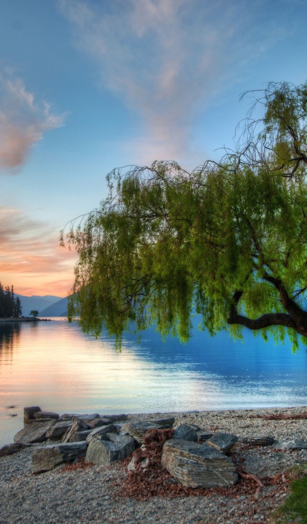 Дерево на берегу озера