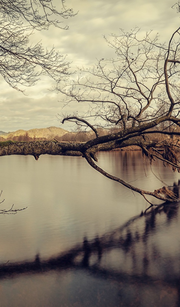 Дерево упало в воду