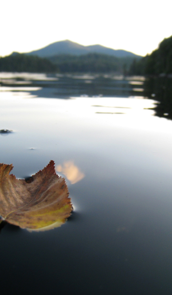 Листок на горном озере