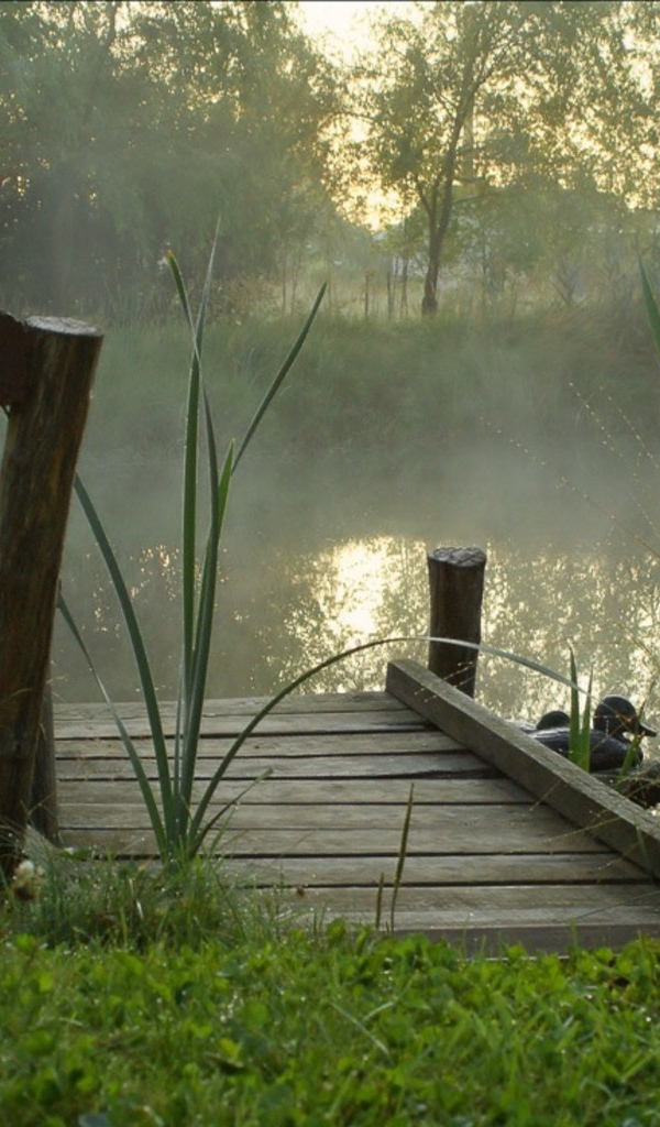 Утренний туман над прудом