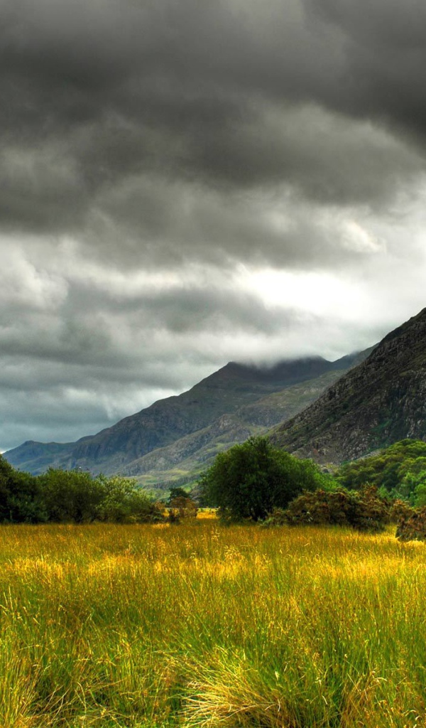Болото заросшее травой
