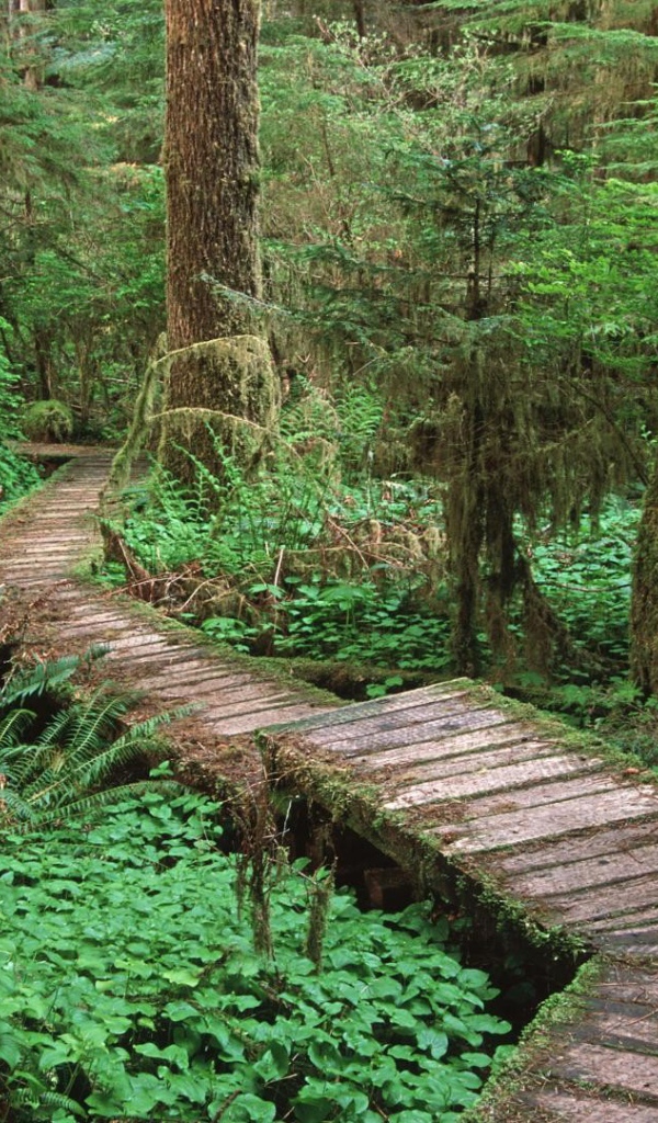 Дорога через болото