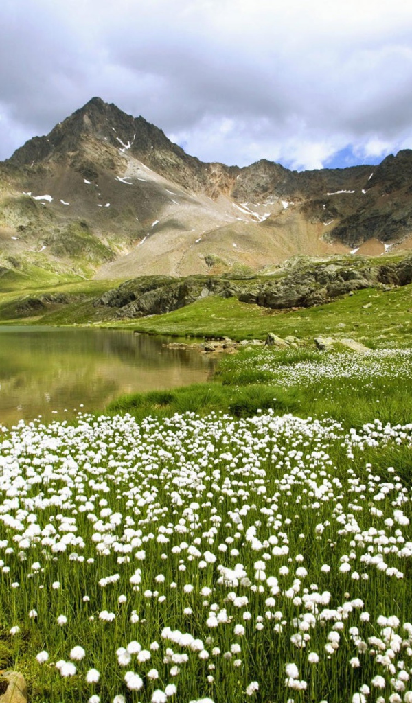Долина с одуванчиками
