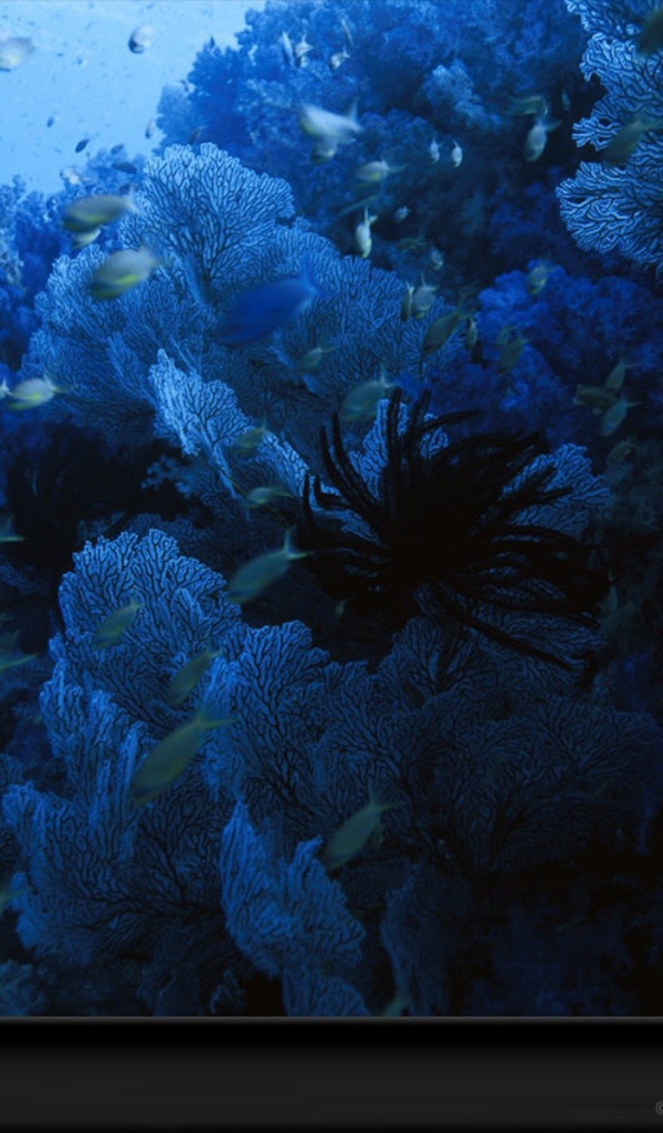 Голубое подводное царство