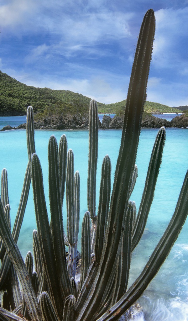 Кактус на берегу залива