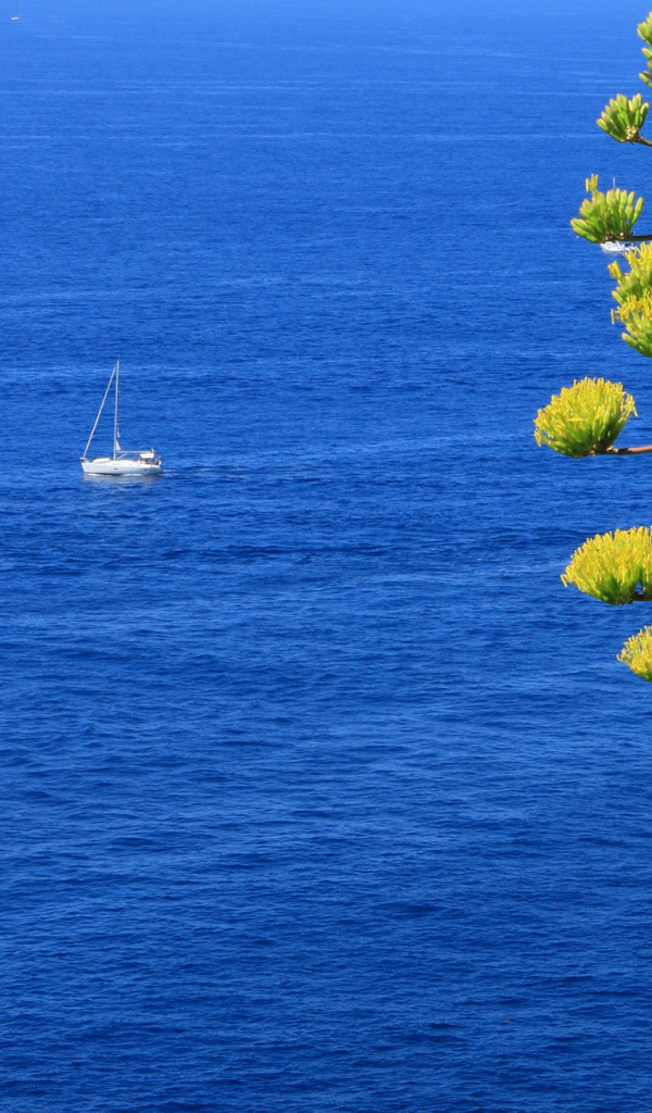 Парусники в море