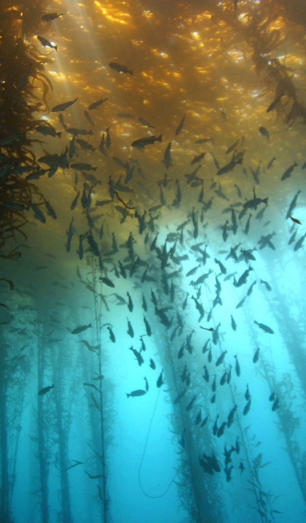 Подводный лес из водорослей