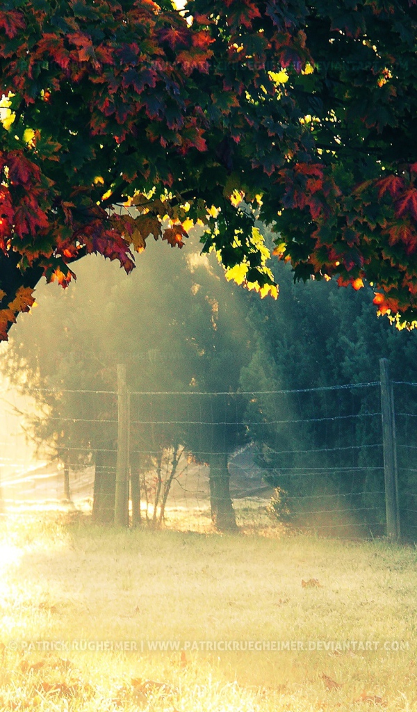 Autumn morning