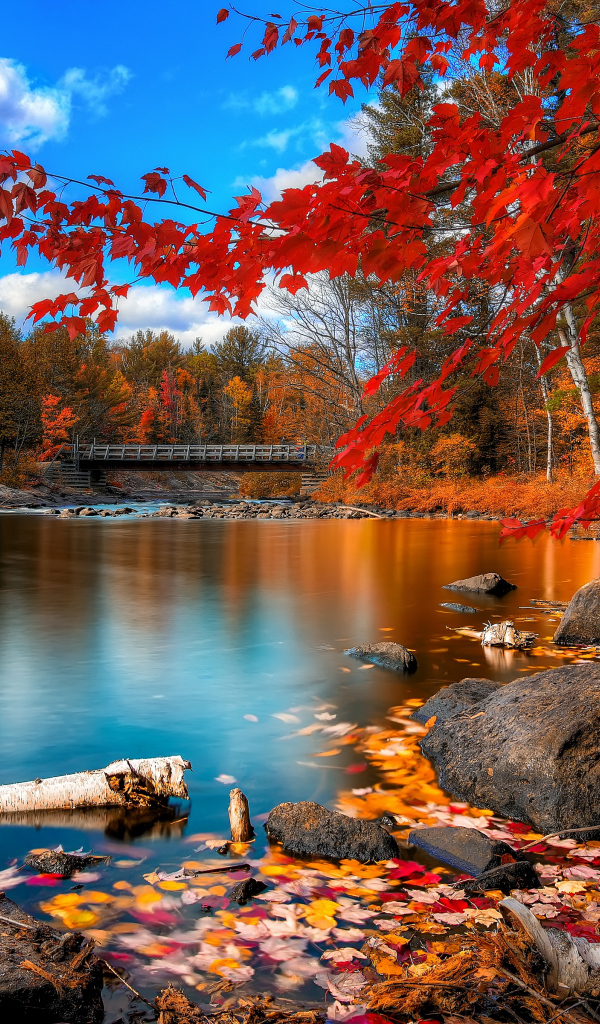 Beautiful autumn forest and lake