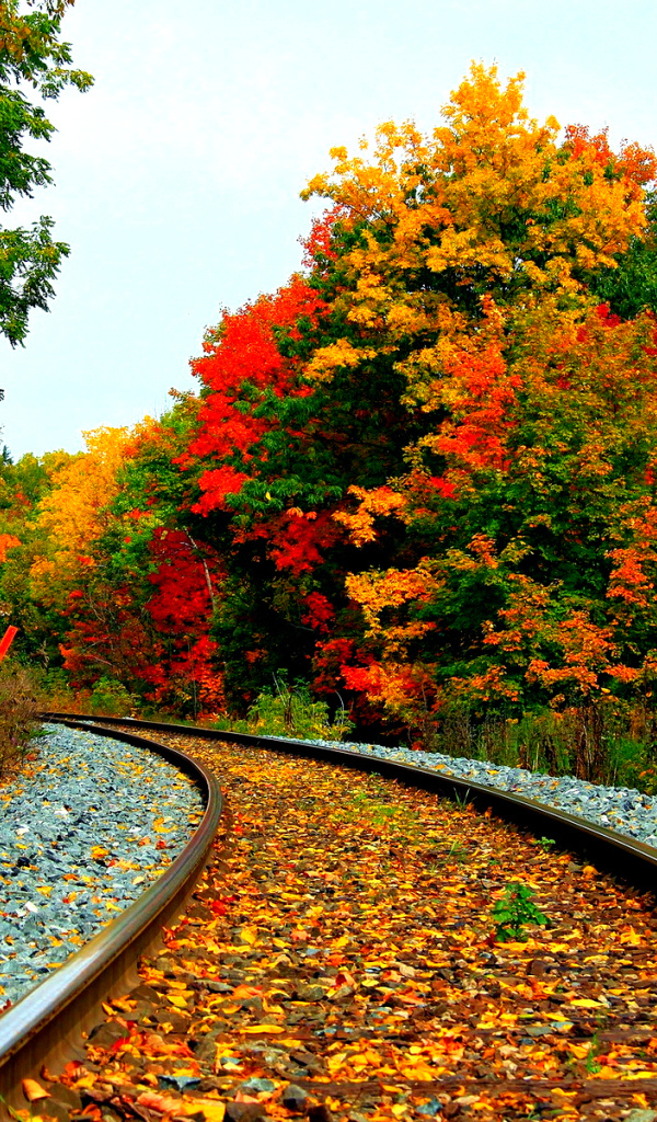 Железная дорога в осеннем лесу