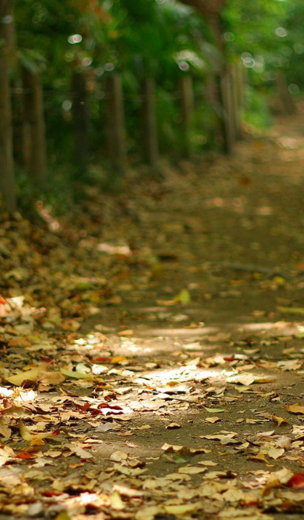Дорога усыпанная осенними листьями
