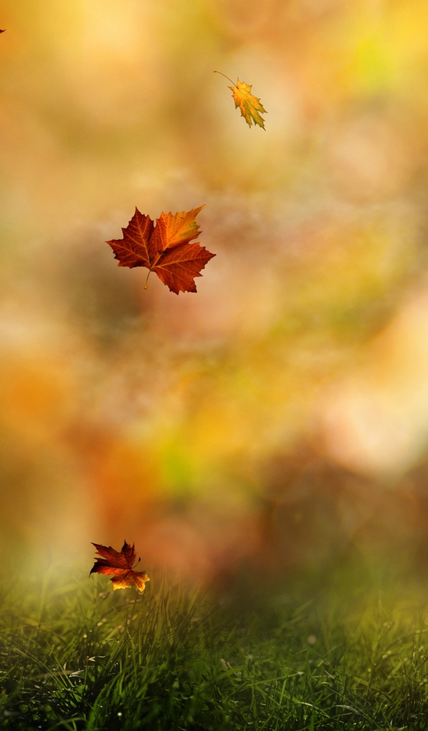 	   Autumn leaves