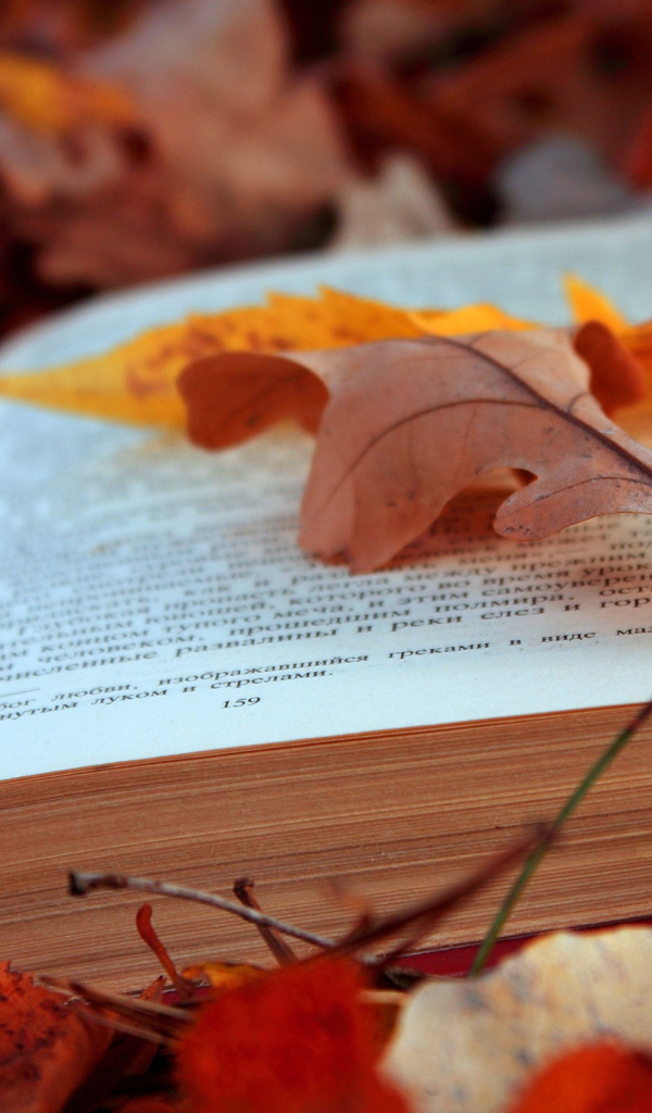 Книга на осенних листьях