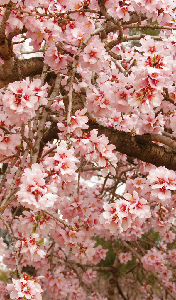 Красивое весеннее цветущее дерево