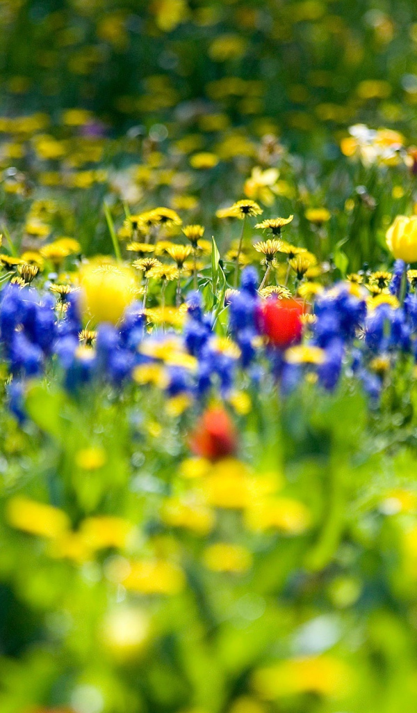 Цветы весной