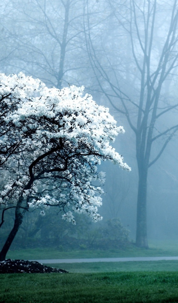 Туманная погода весной в лесу