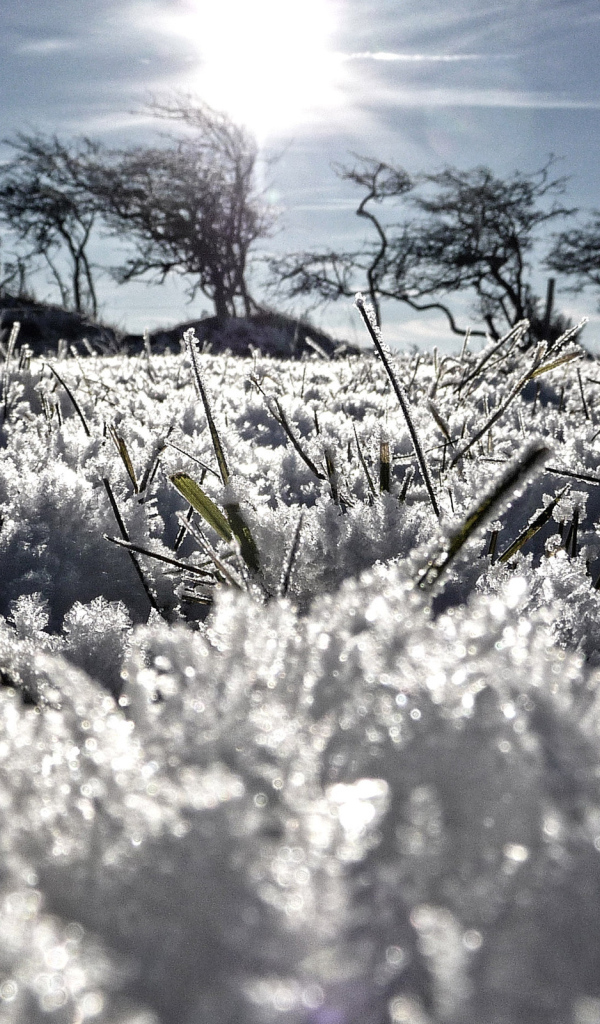 Grass from under the snow in spring