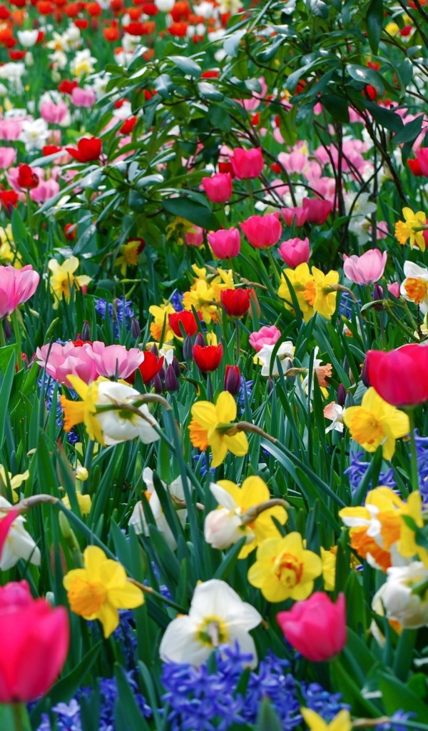 Весенняя поляна с красивыми цветами