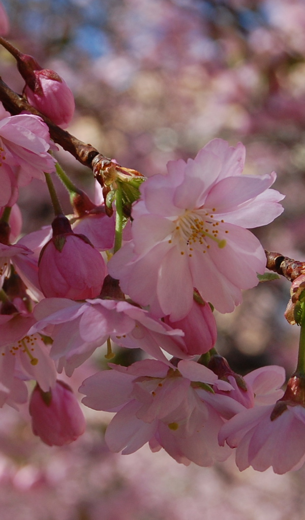 Весенние розовые цветы