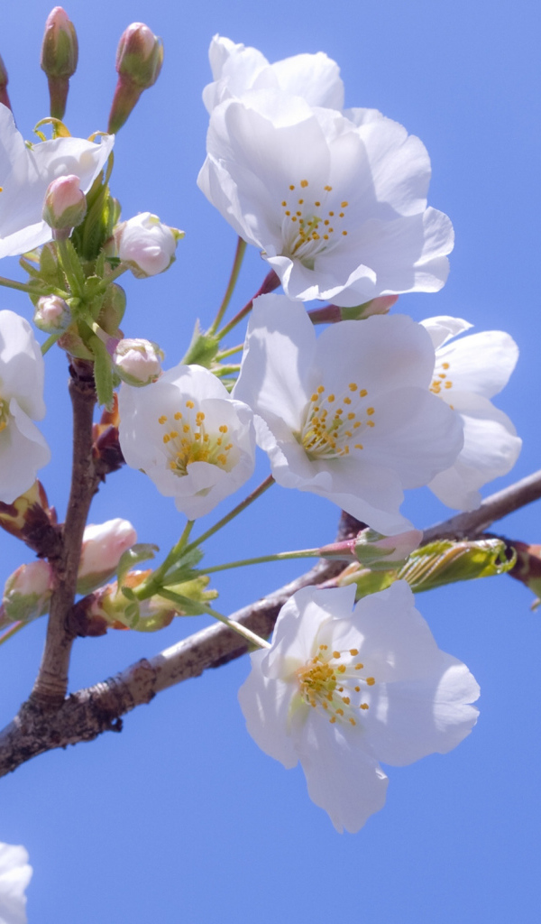 Дерево в красивом весеннем цвете