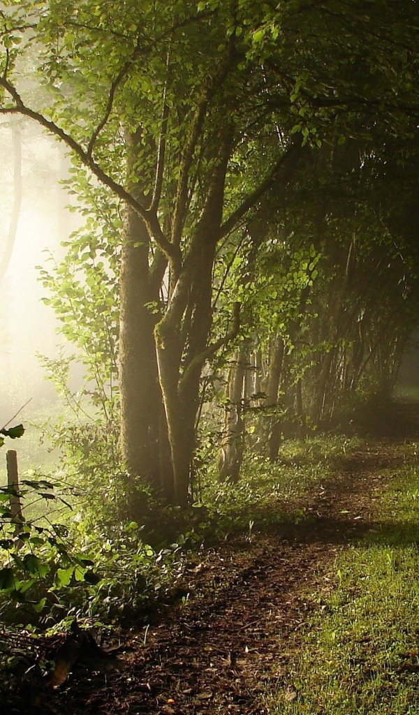 Прогулка весенним утром