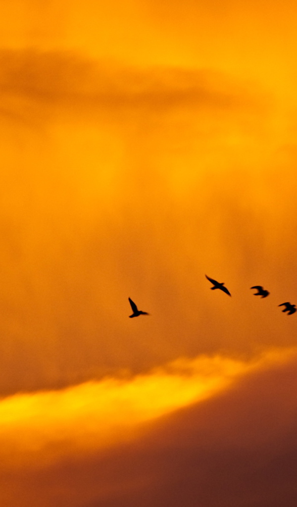 Птицы на фоне облачной весенней погоды