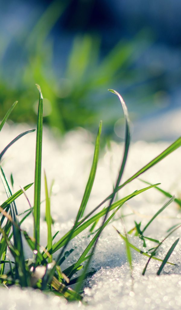  Early grass from under the snow in spring