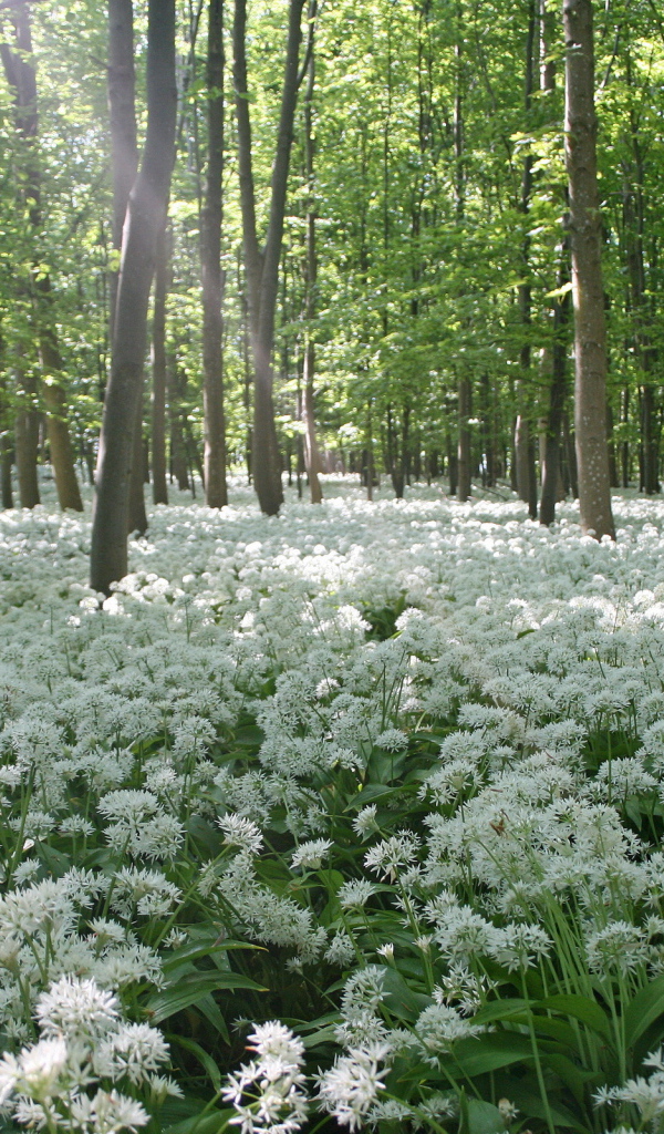 	   Spring flowers in the forest