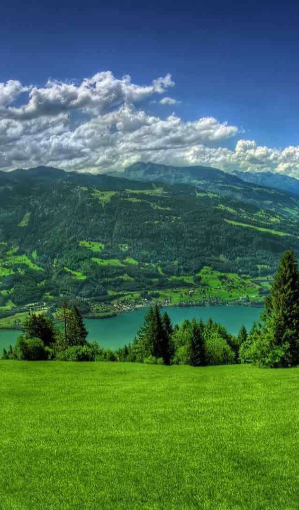 Хвойный лес летом