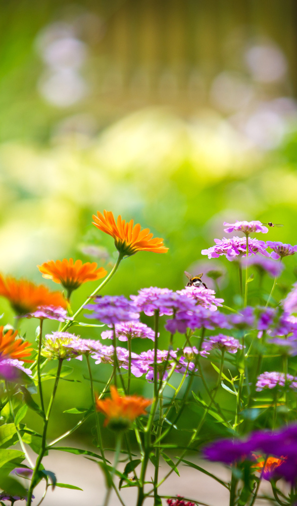 Полевые цветы летом