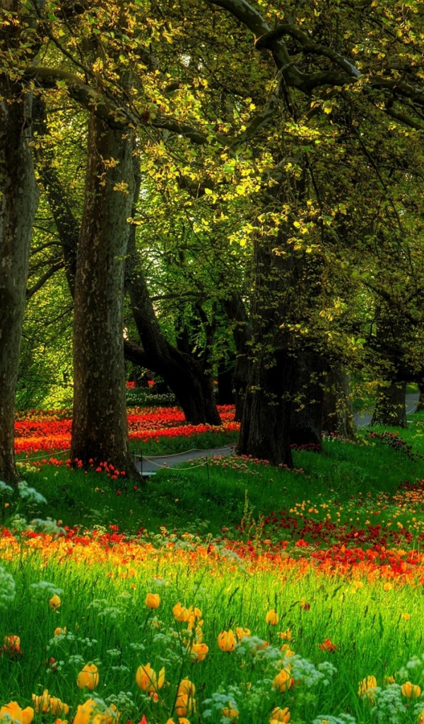 	   Flower glade in the Park