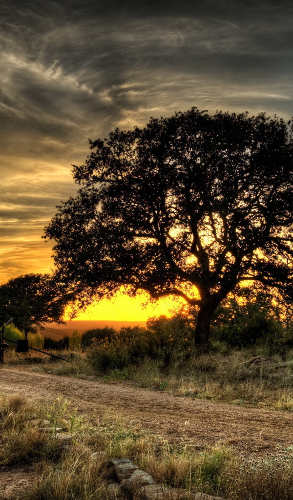 Дерево у дороги