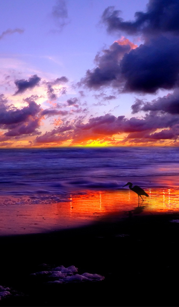 Птица гуляет по пляжу