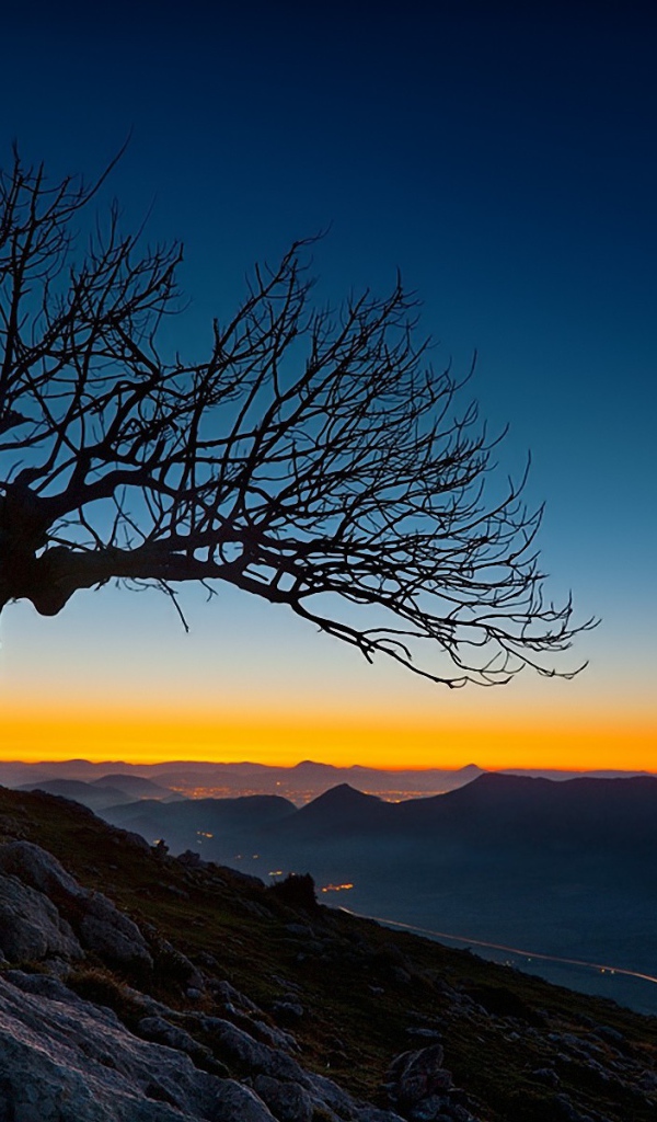 Засохшее дерево на закате