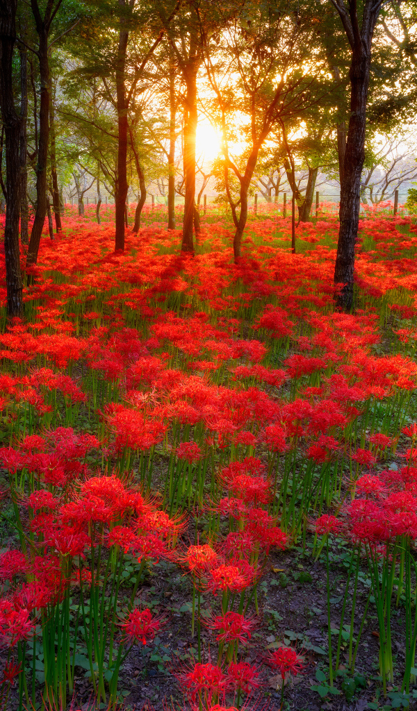 Поляна цветов на фоне заката