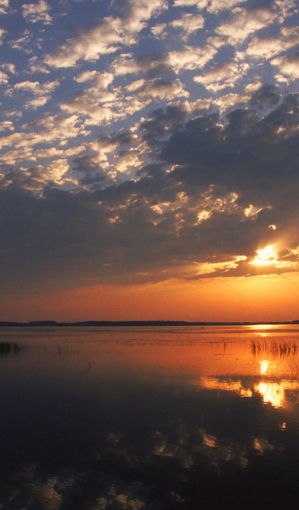 Одинокий лебедь на озере