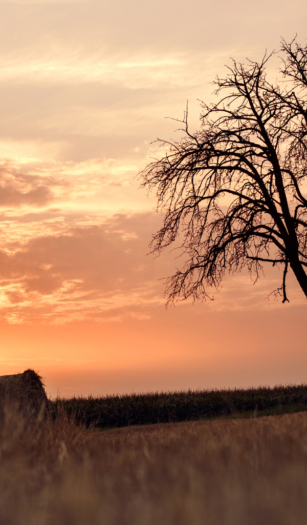 Одинокое дерево на фоне заката