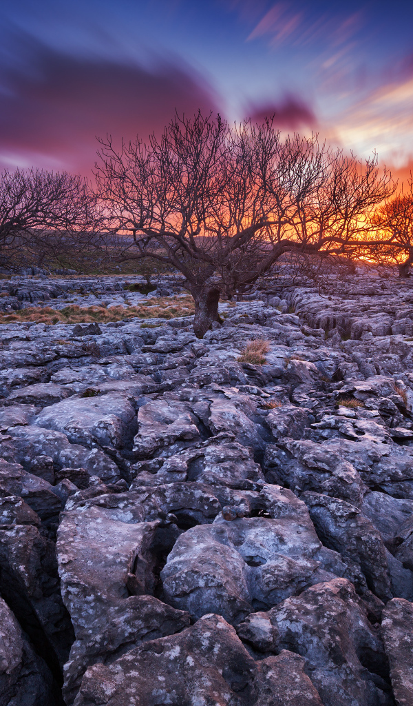 Закат и сухие деревья