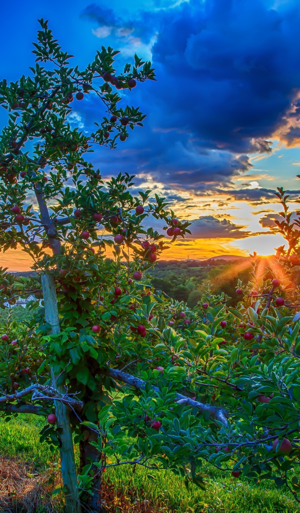Закат в яблоневом саду