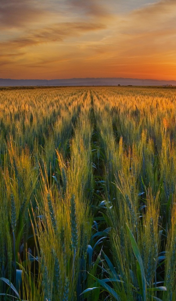 Закат над полем в Калифорнии