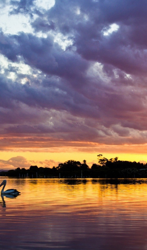 Закат над озером с птицей