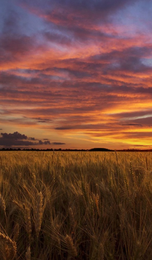 Закат над полем пшеницы